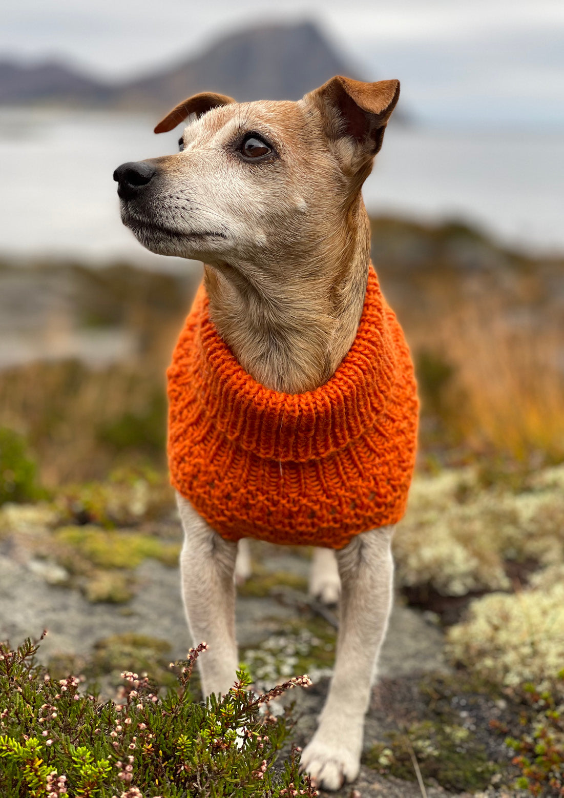 Sienna Hundegenser (pdf)