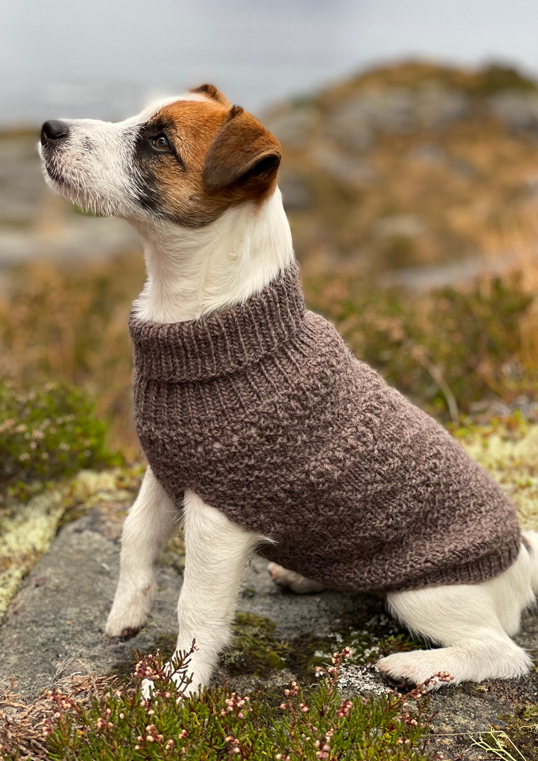 Sienna Hundegenser (pdf)